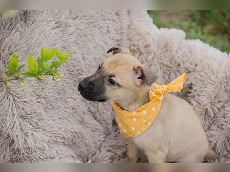 Chip 272005 sucht ein Zuhause