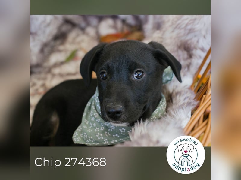 Chip 274368: Hundekind sucht ein Zuhause