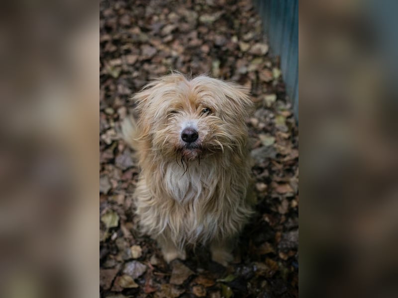 Chip 223139: Sucht ein Zuhause