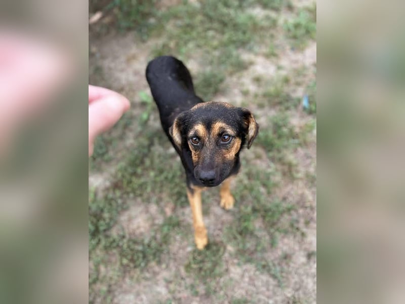 Averna: Zarte kleine Seele