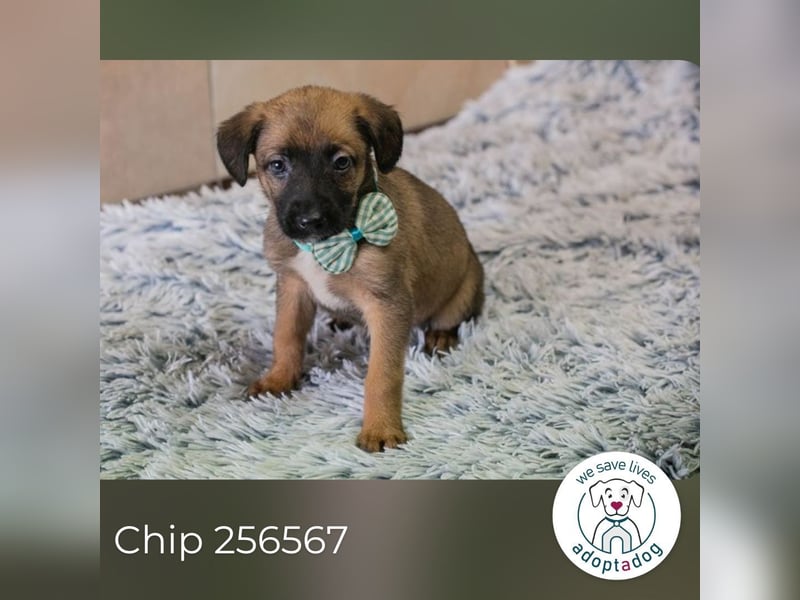 Lucky sucht ein Zuhause