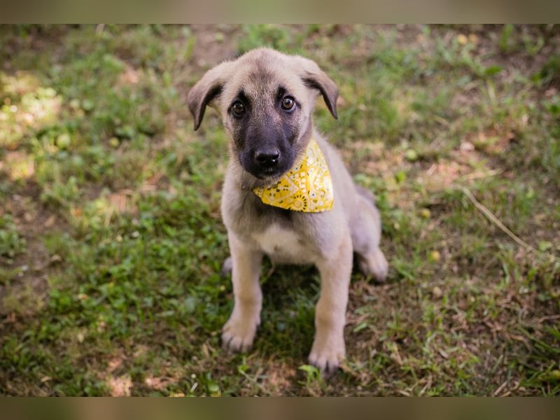 Chip 286796 sucht ein Zuhause
