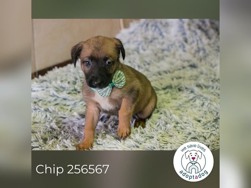 Lucky sucht ein Zuhause