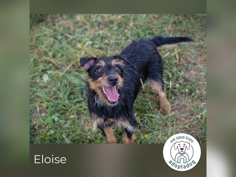 Eloise: Sucht ein Zuhause