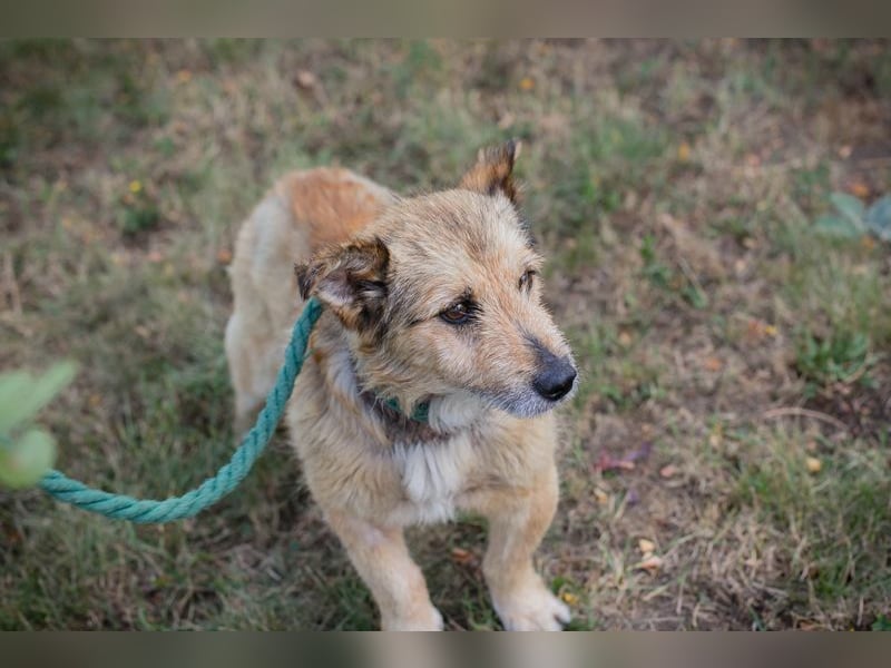 Chip 269113 sucht ein Zuhause