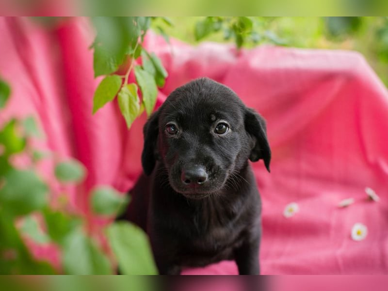 Chip 257531 sucht ein Zuhause