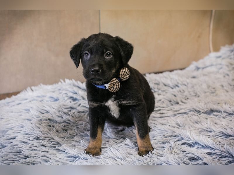 Milo sucht ein Zuhause