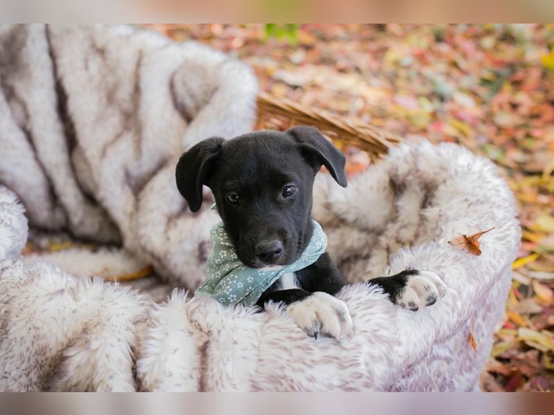 Milo II: Hundekind sucht ein Zuhause