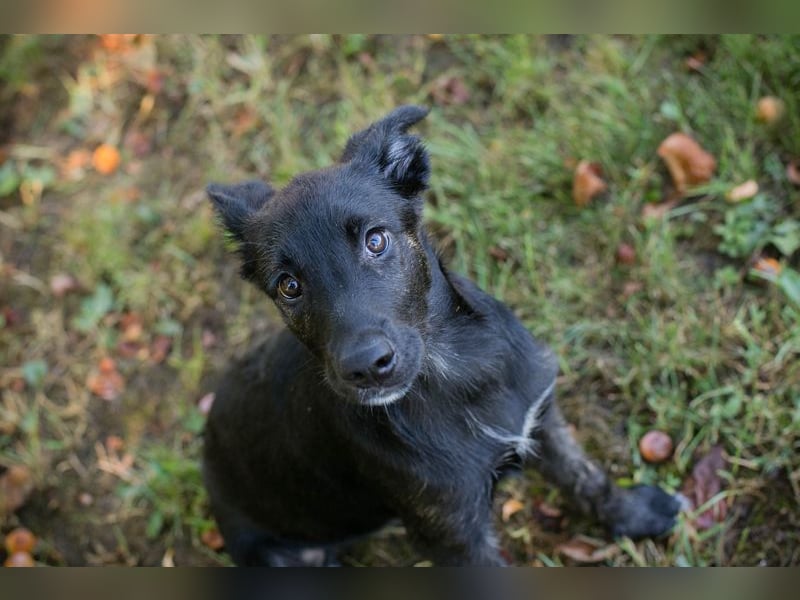Savannah sucht ein Zuhause