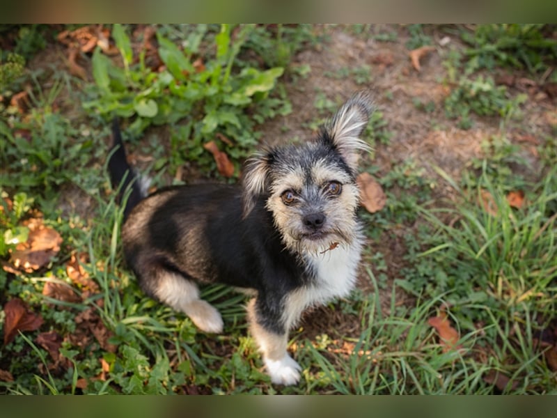 Chip 218312: Hundekind sucht ein Zuhause