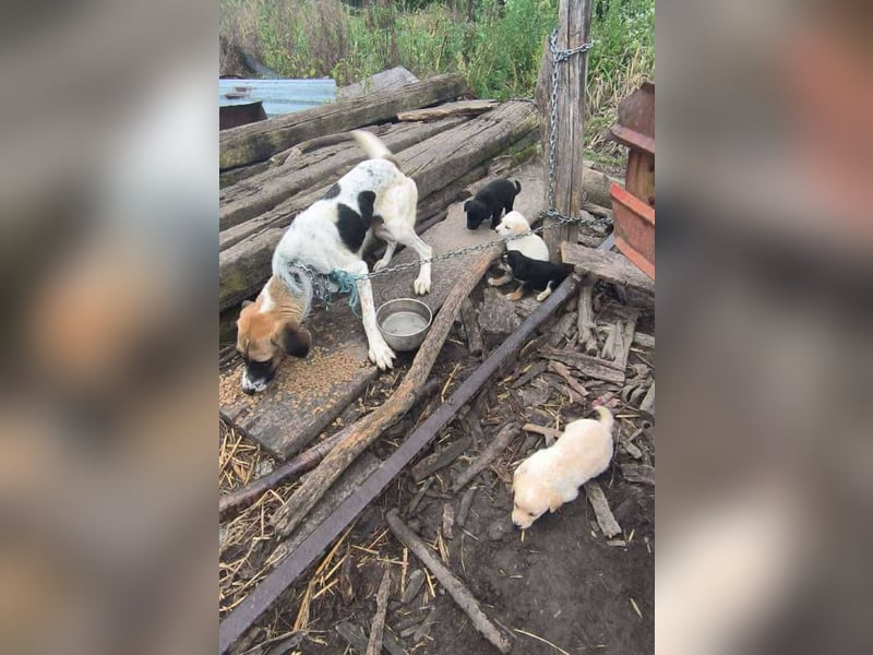 Chip 274368: Hundekind sucht ein Zuhause