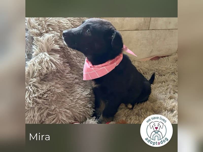 Mira: Süßes Welpenmädchen