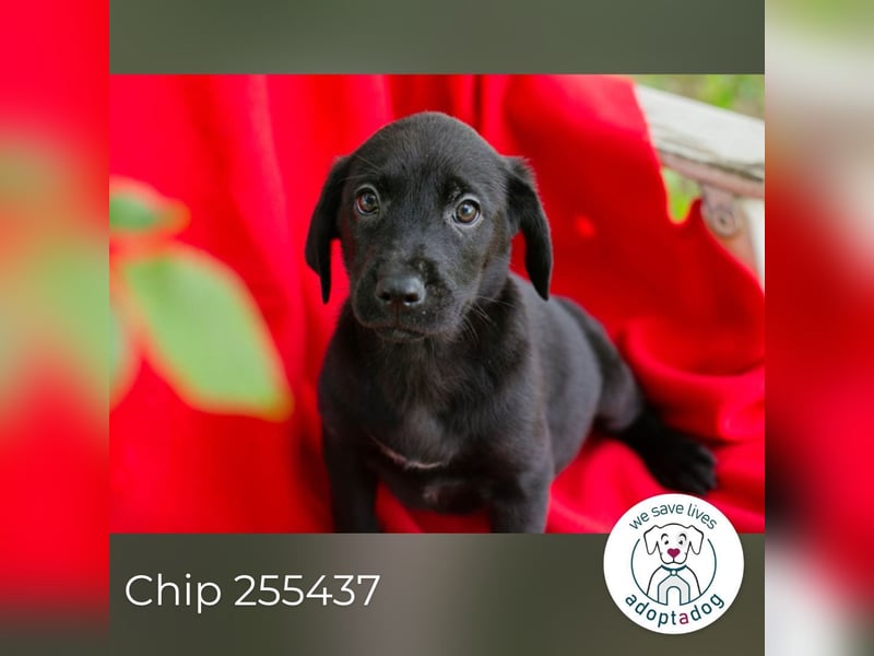 Chip 255437 sucht ein Zuhause