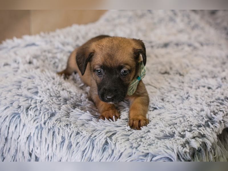 Lucky sucht ein Zuhause