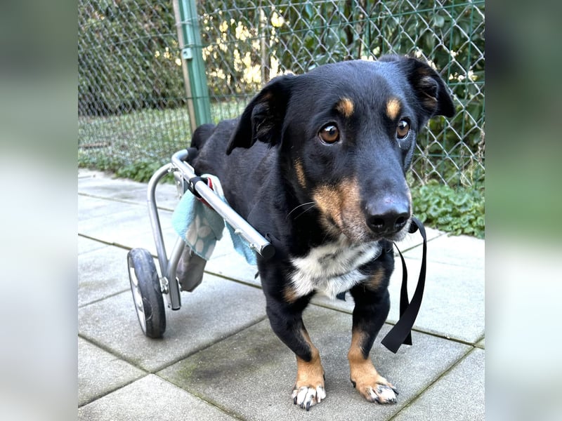 Sidney: Ein Wunder auf vier Pfoten