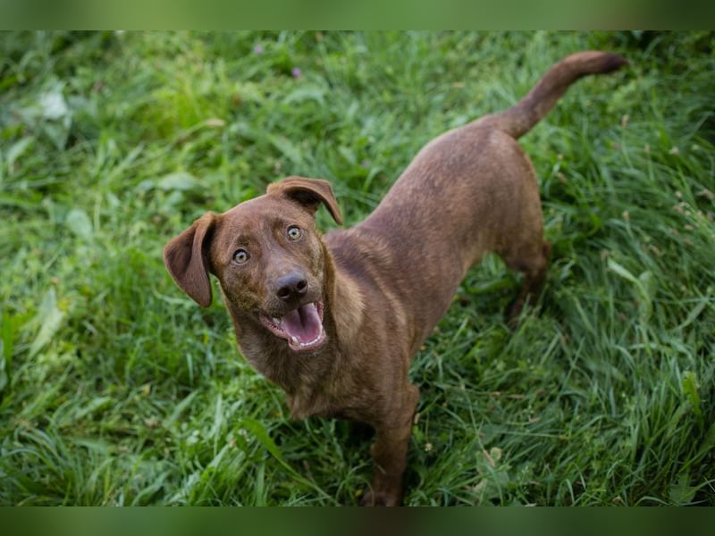 Monty sucht ein Zuhause