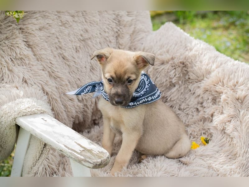 Jamie sucht ein Zuhause