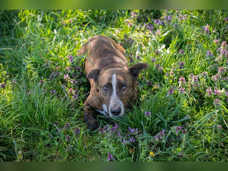 Chip 255560 sucht ein Zuhause