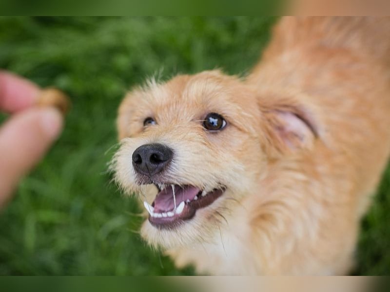 Chip 274819 sucht ein Zuhause