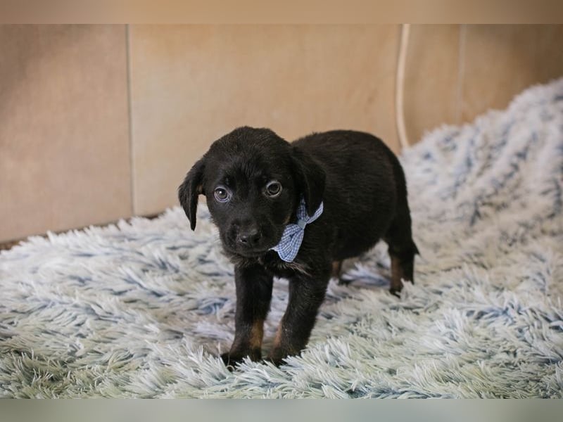 Baghira sucht ein Zuhause