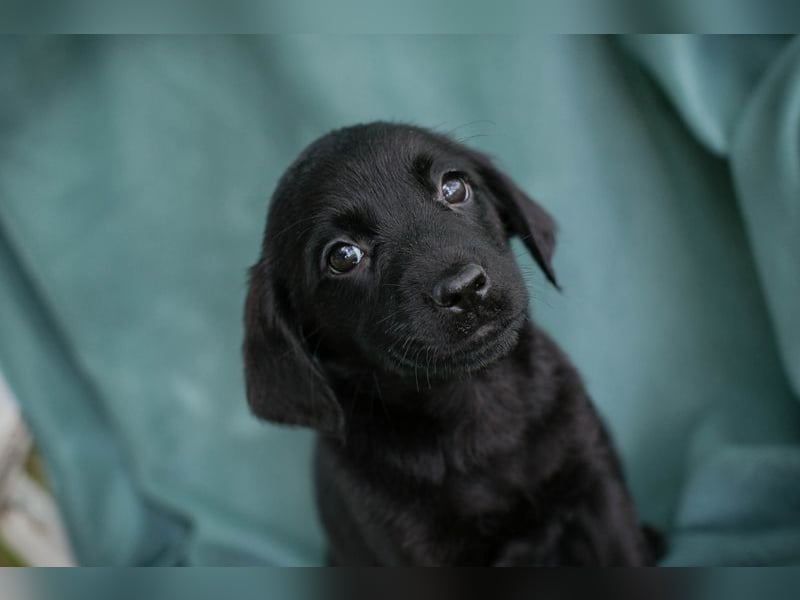 Chip 255286 sucht ein Zuhause