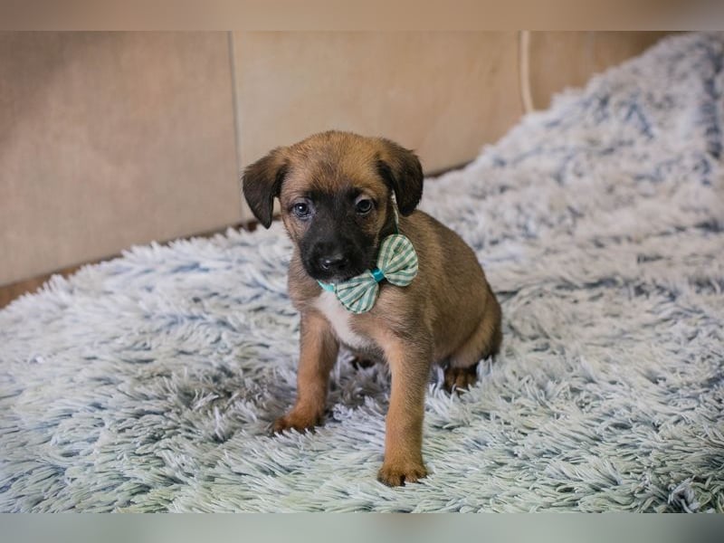 Lucky sucht ein Zuhause