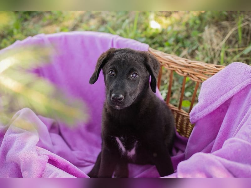 Chip 263970 sucht ein Zuhause