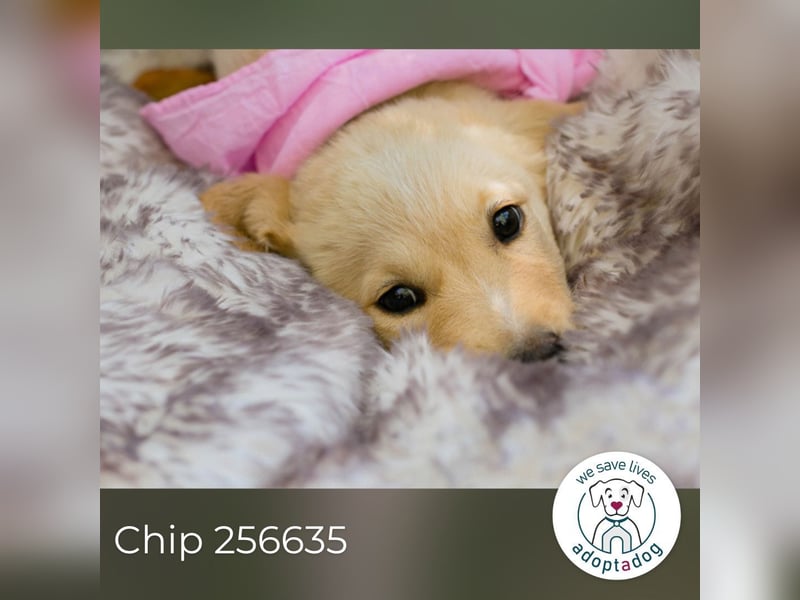 Chip 256635: Hundekind sucht ein Zuhause
