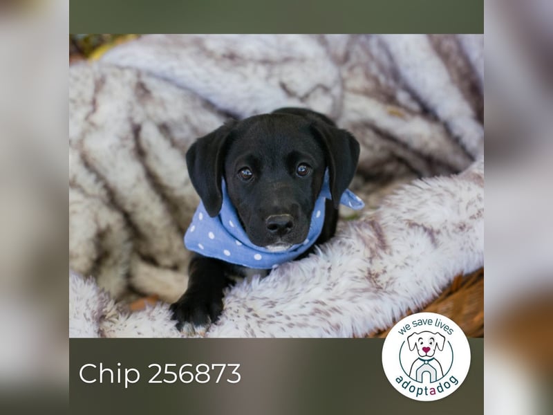 Chip 256873: Hundekind sucht ein Zuhause