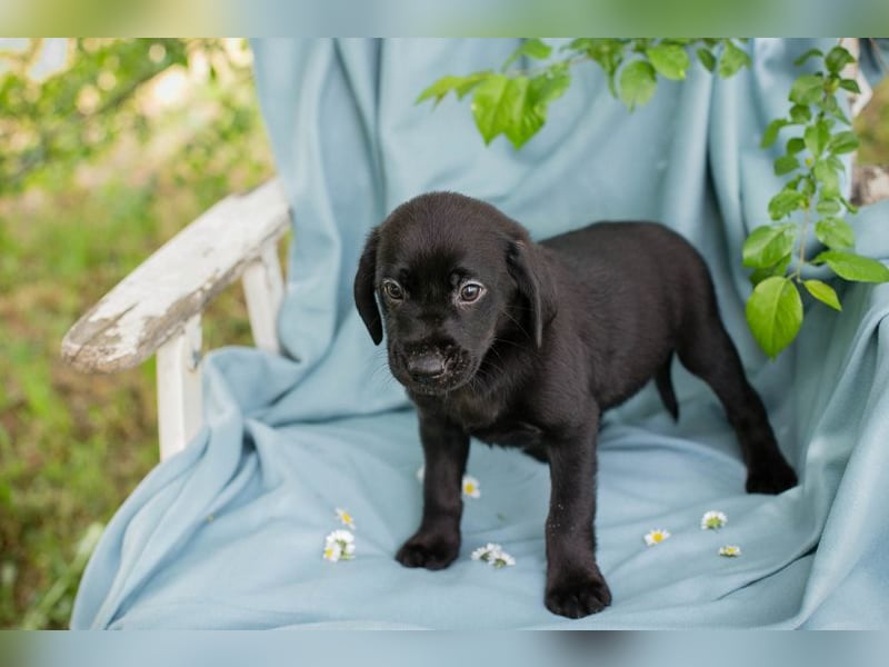 Chip 257699 sucht ein Zuhause