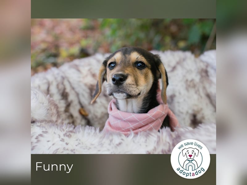 Funny: Hundekind sucht ein Zuhause