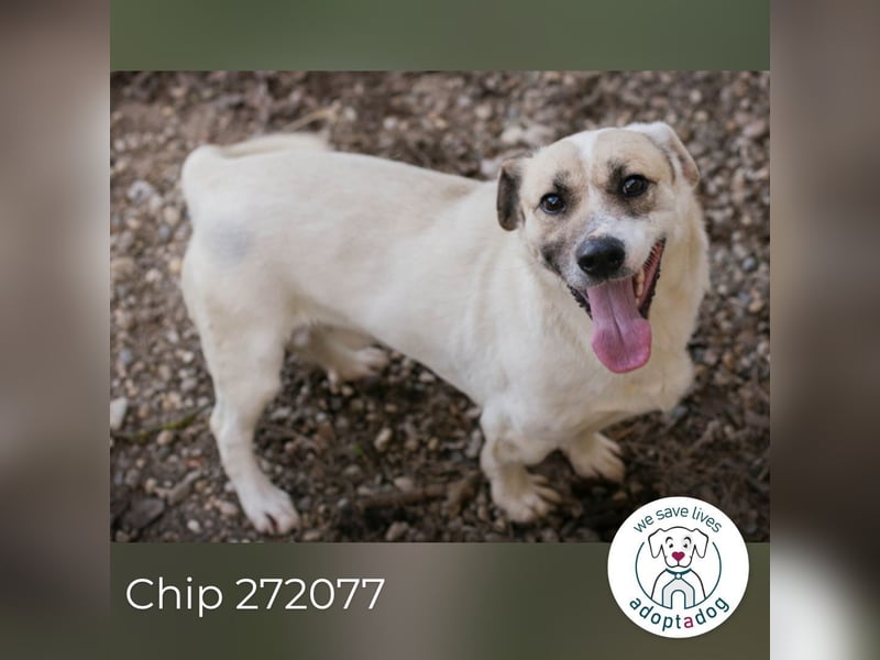 Chip 272077 sucht ein Zuhause
