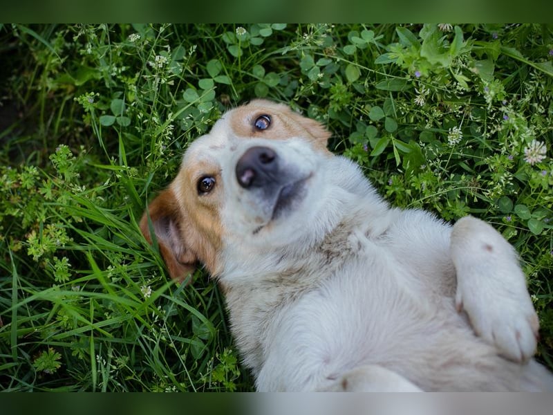 Biscuit sucht ein Zuhause