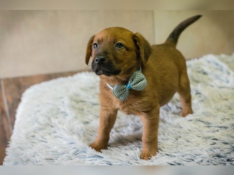 Dinero sucht ein Zuhause