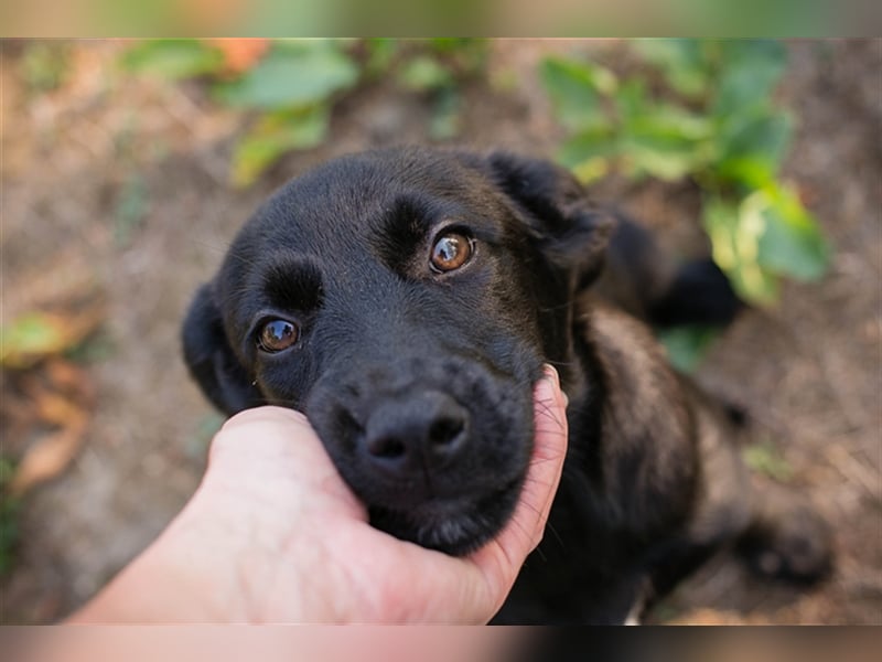 Chip 212614: Hundekind sucht ein Zuhause