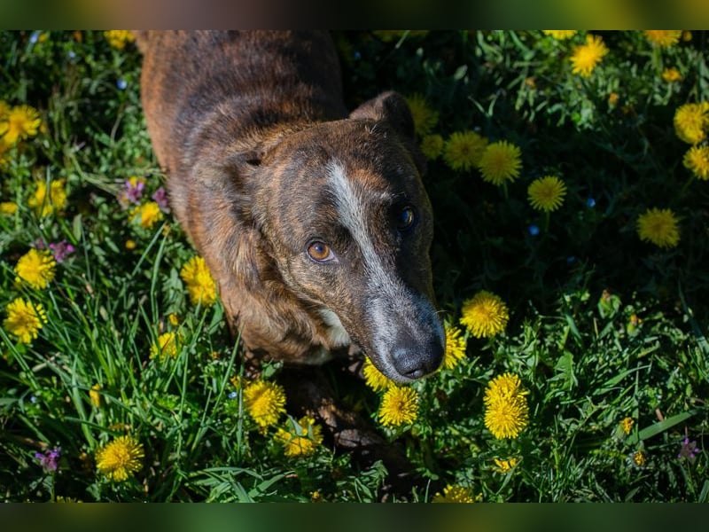 Chip 255560 sucht ein Zuhause