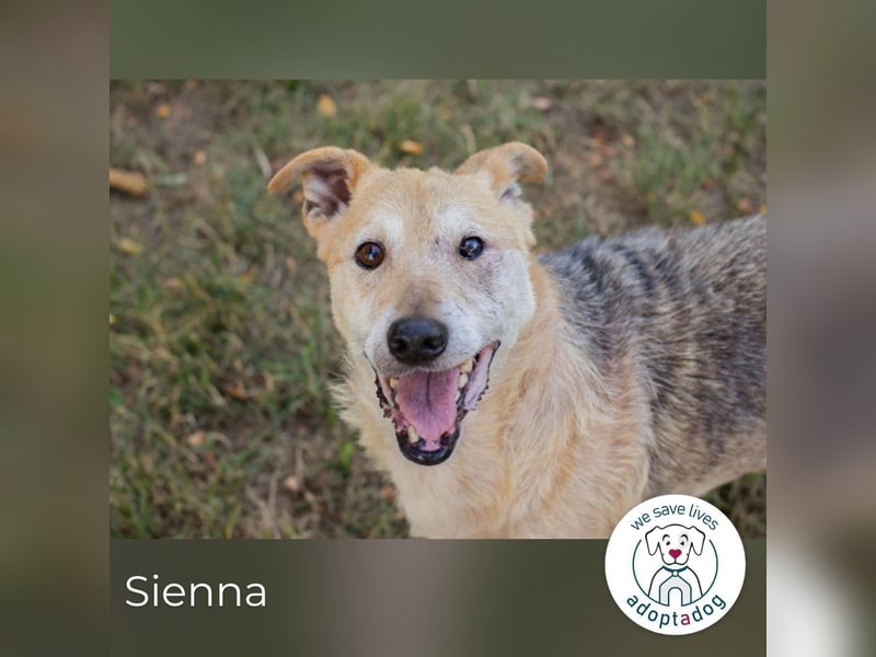 Sienna 2169668 sucht ein zu Hause