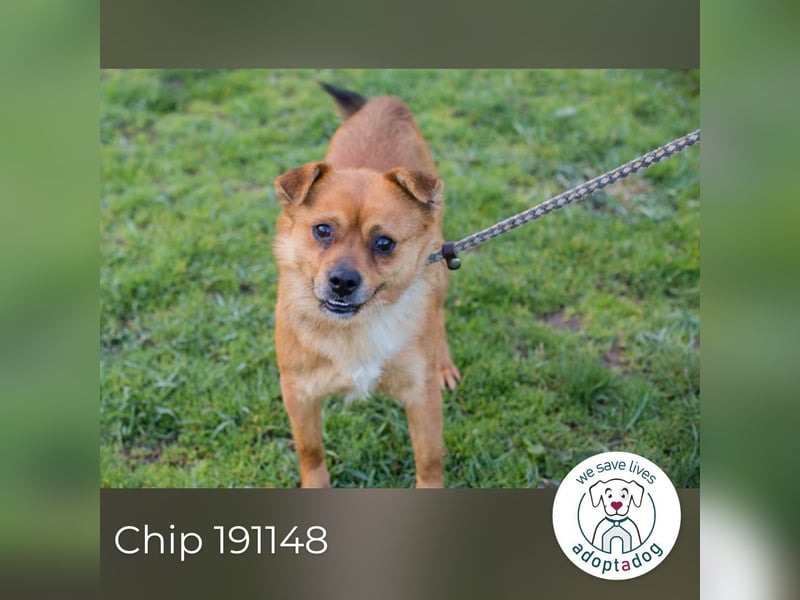 Chip 191148 sucht ein Zuhause