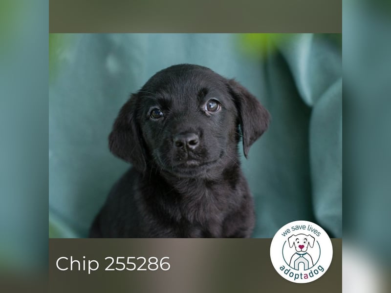 Chip 255286 sucht ein Zuhause