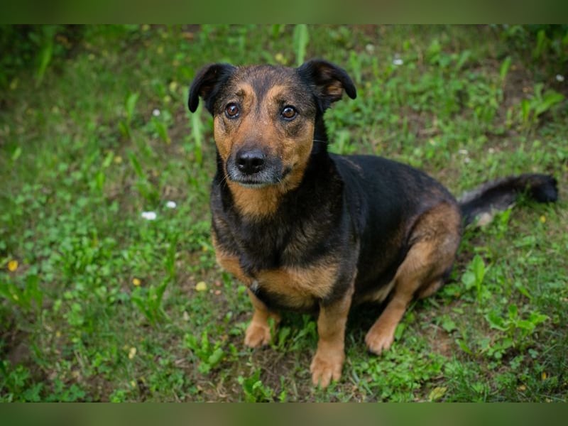 Chip 291029 sucht ein Zuhause