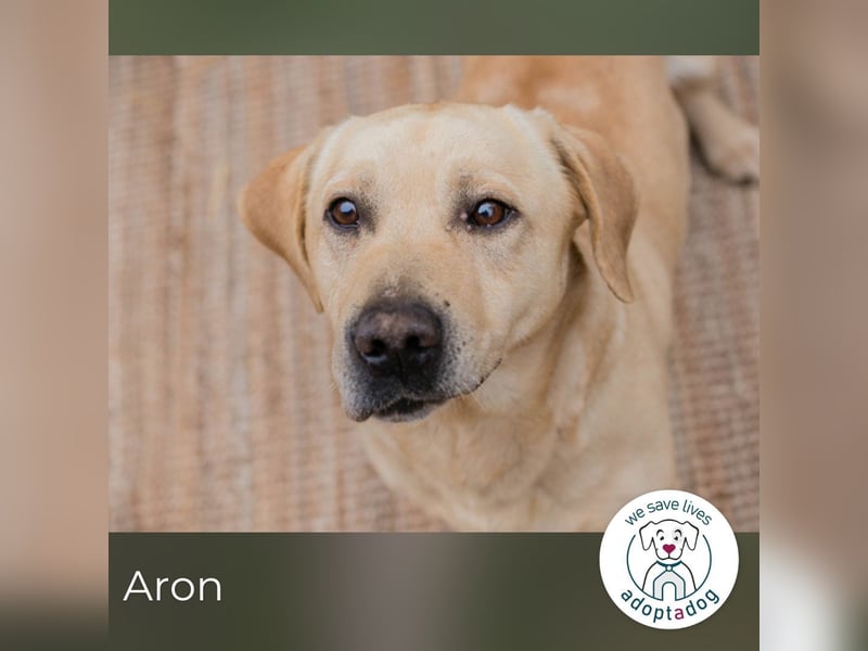 Aron: Tapfer trotz Verlust und Chaos