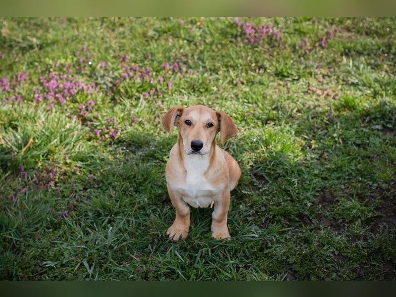 Chip 271750 sucht ein Zuhause