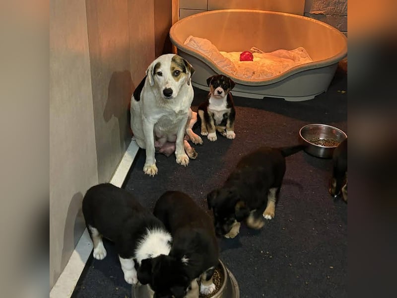 Mirco sucht seine Familie