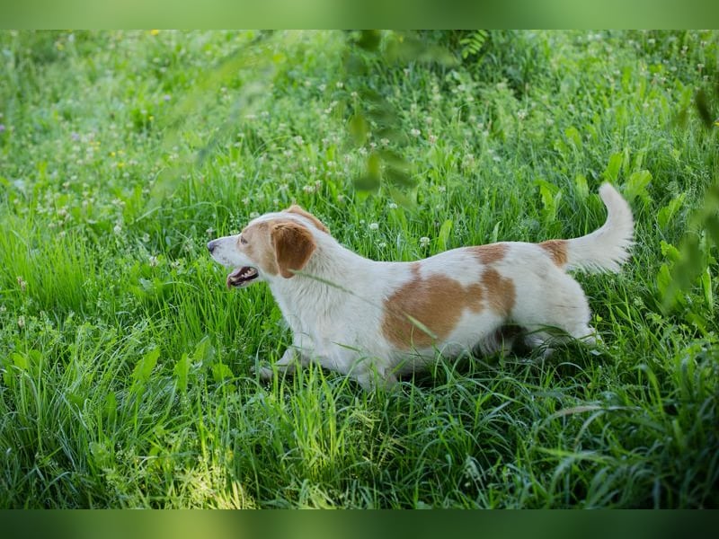 Biscuit sucht ein Zuhause