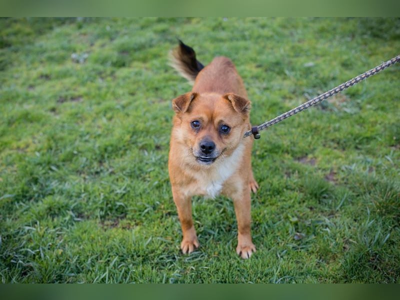 Chip 191148 sucht ein Zuhause