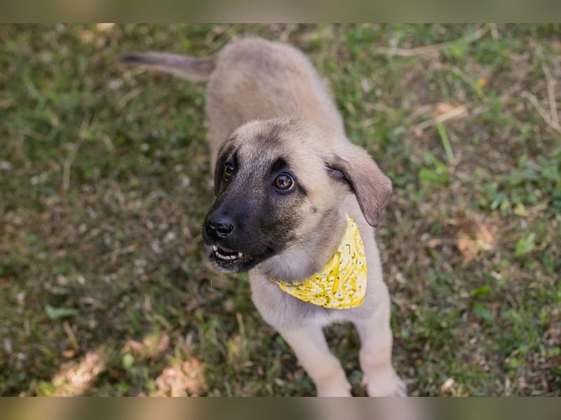 Chip 286796 sucht ein Zuhause