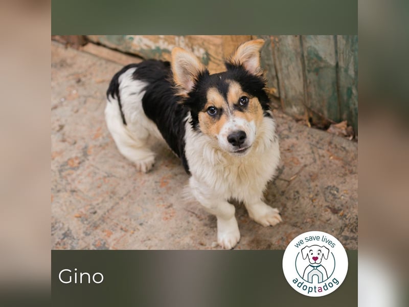 Gino: sucht ein Zuhause