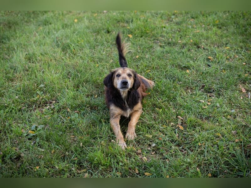 Chip 279751 sucht ein zu Hause