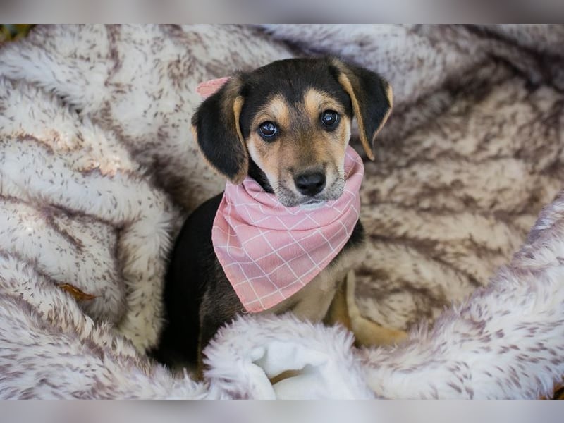 Funny: Hundekind sucht ein Zuhause