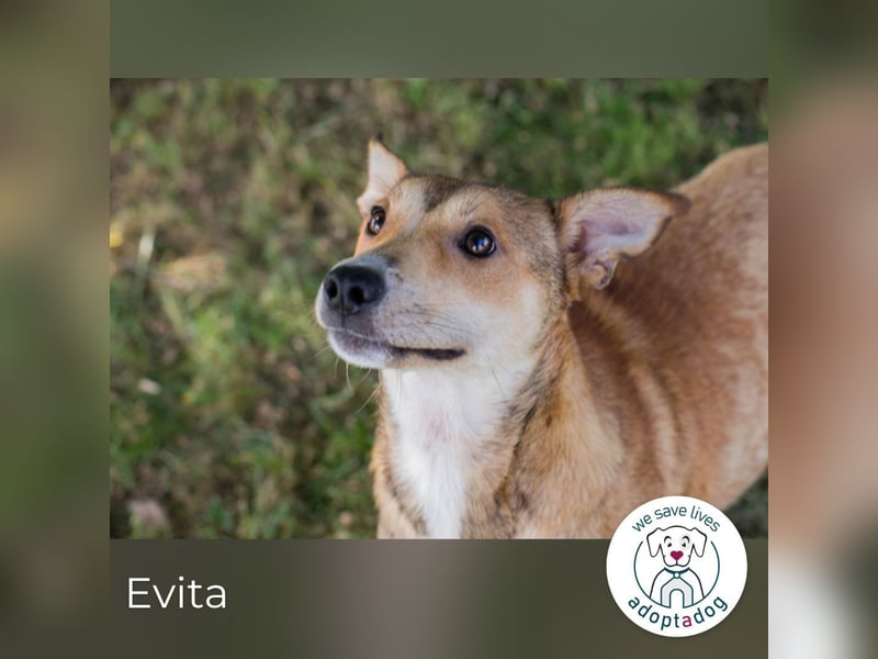 Evita sucht ein Zuhause